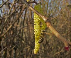 Eine Biene macht noch keinen Frühling...