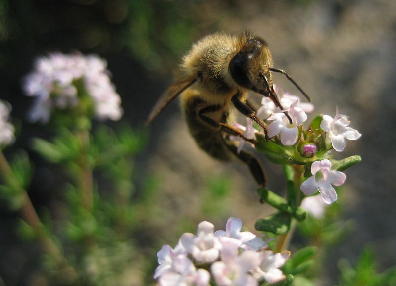 Eine Biene macht noch keinen Sommer