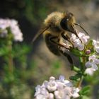 Eine Biene macht noch keinen Sommer