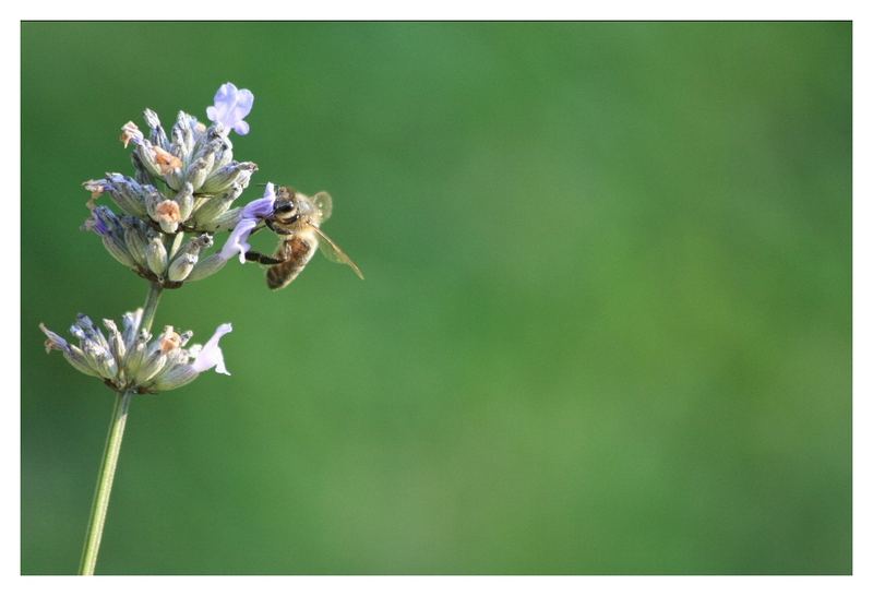 Eine "Biene" macht noch keinen Sommer