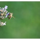 Eine "Biene" macht noch keinen Sommer