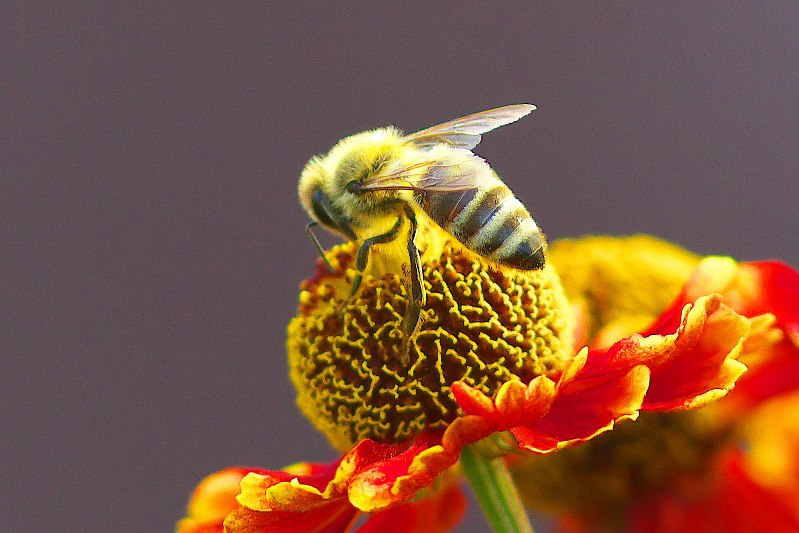 Eine Biene sammelt Pollen / Bild 2