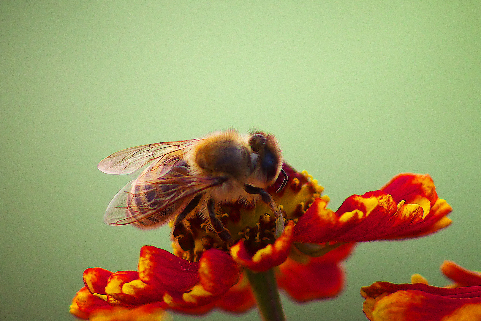 Eine Biene sammelt Pollen / Bild1