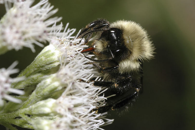 Eine Biene saugt ihren Nektar