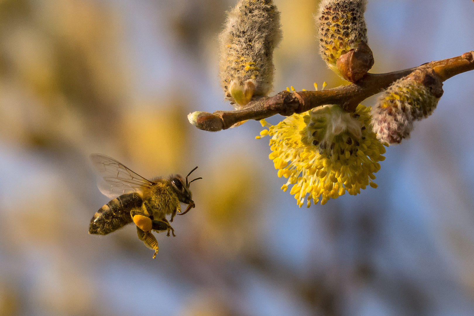 Eine Biene steuert die Haselnussblüte an