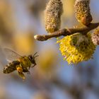 Eine Biene steuert die Haselnussblüte an