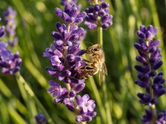 Eine Biene tut sich an den ersten geöffneten Lavendelblüten gütlich!