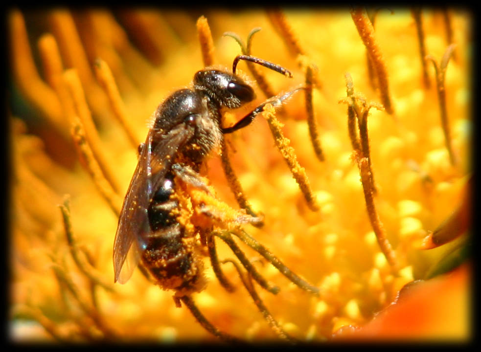 Eine Biene voller Pollen