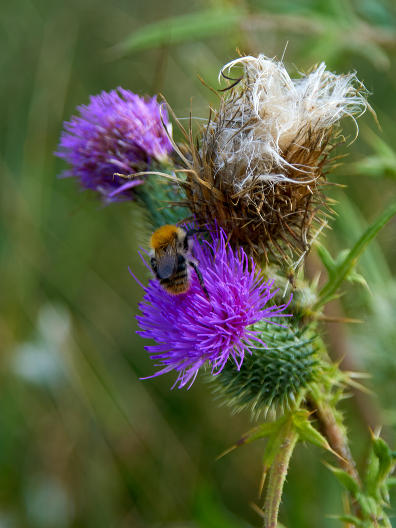 Eine Biene zu Besuch