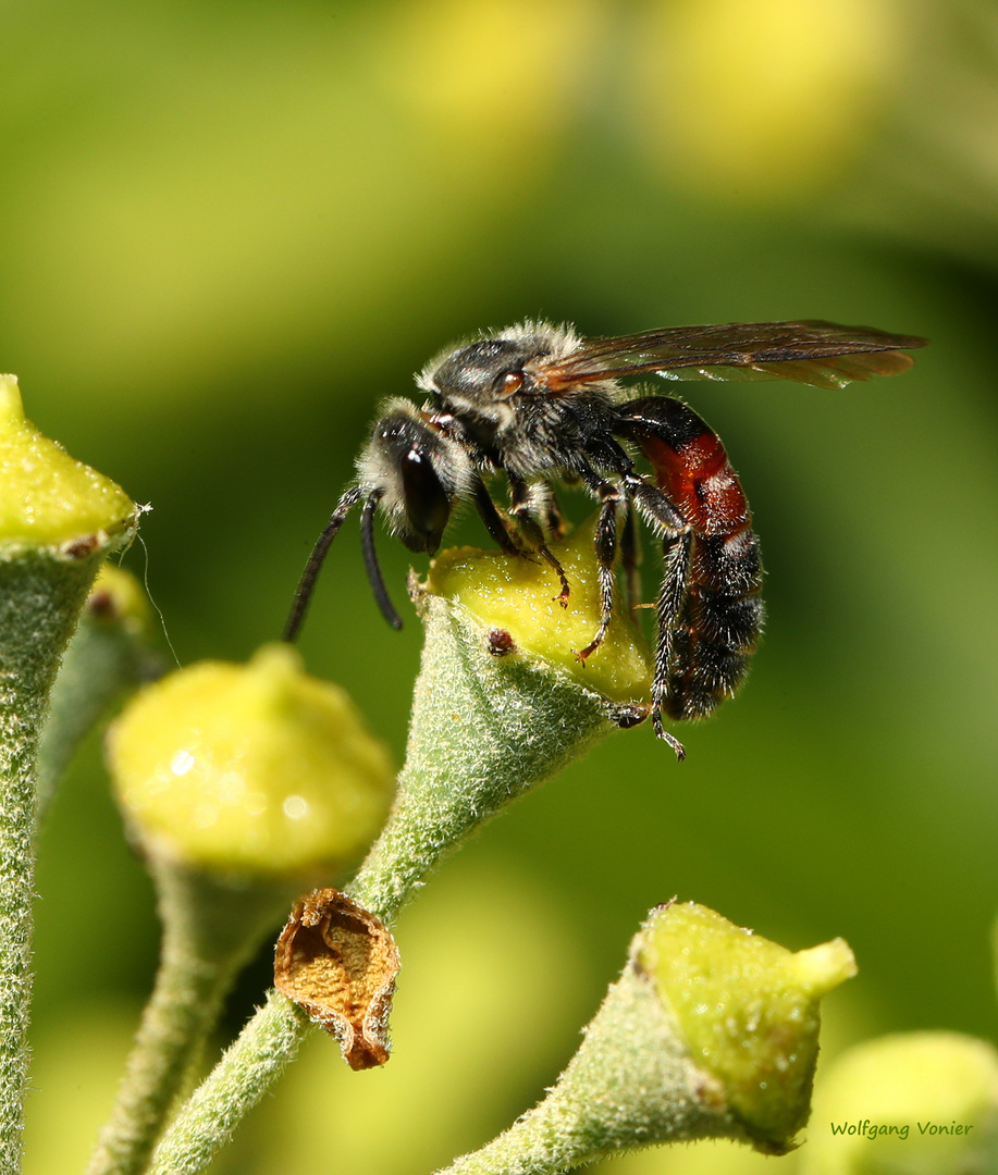 Eine Bienen Art