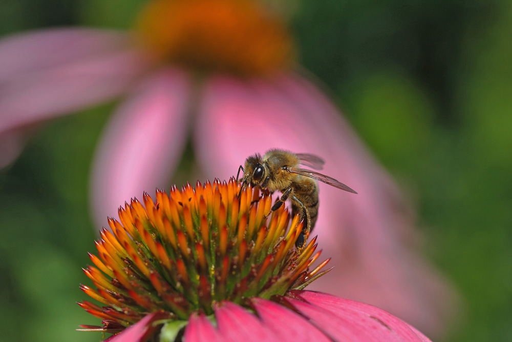 eine Bienen-Aufnahme aus vergangenen Tagen