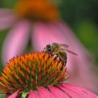 eine Bienen-Aufnahme aus vergangenen Tagen