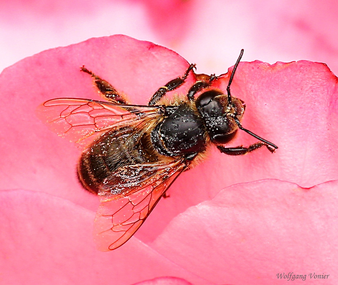 Eine Bienen Wildform