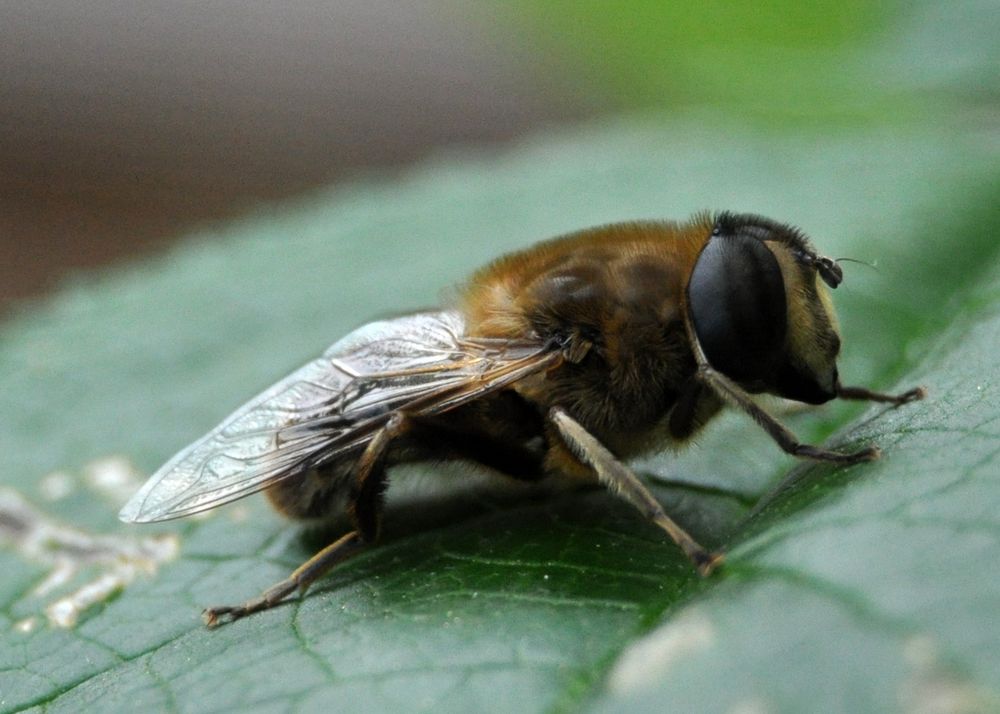 eine Bienenart? by WernerReiner 