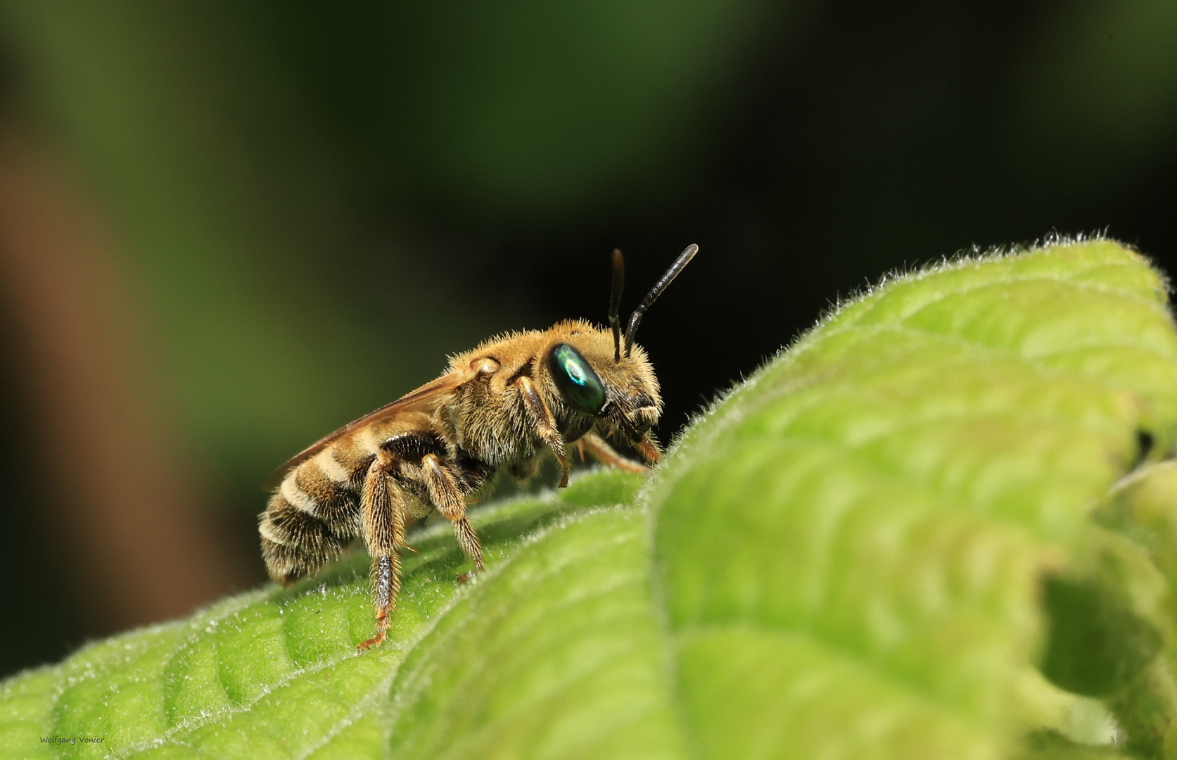 eine Bienenart