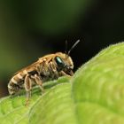 eine Bienenart