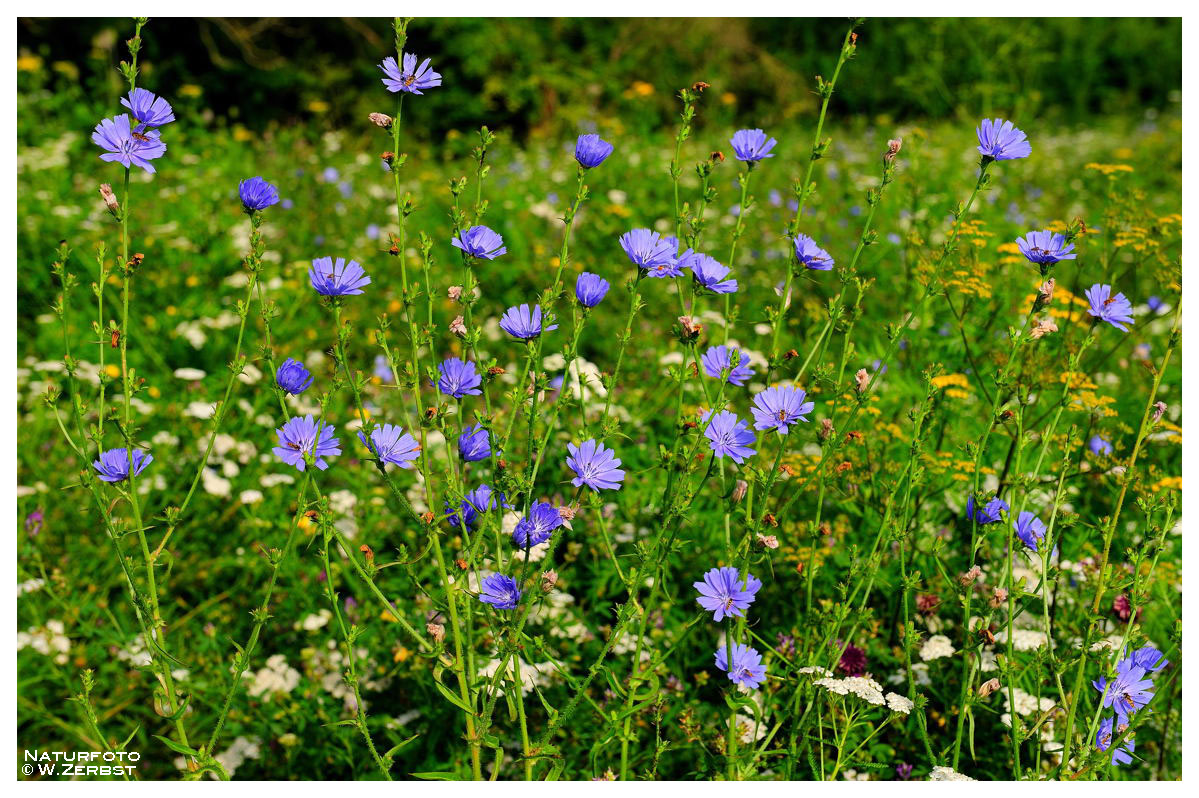 - Eine Bienenwiese -