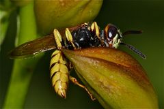 Eine Bienenwölfin (Philanthus triangulus)