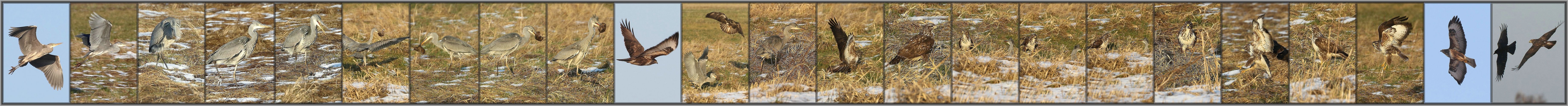 Eine Bilder Geschichte mit einem Reiher, Bussard und einer glücklichen Ratte