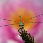 Eine Binsenjungfer - "Hubschrauber der Natur"