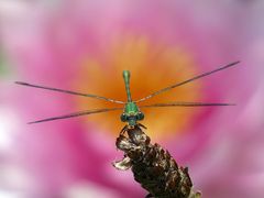 Eine Binsenjungfer - "Hubschrauber der Natur"