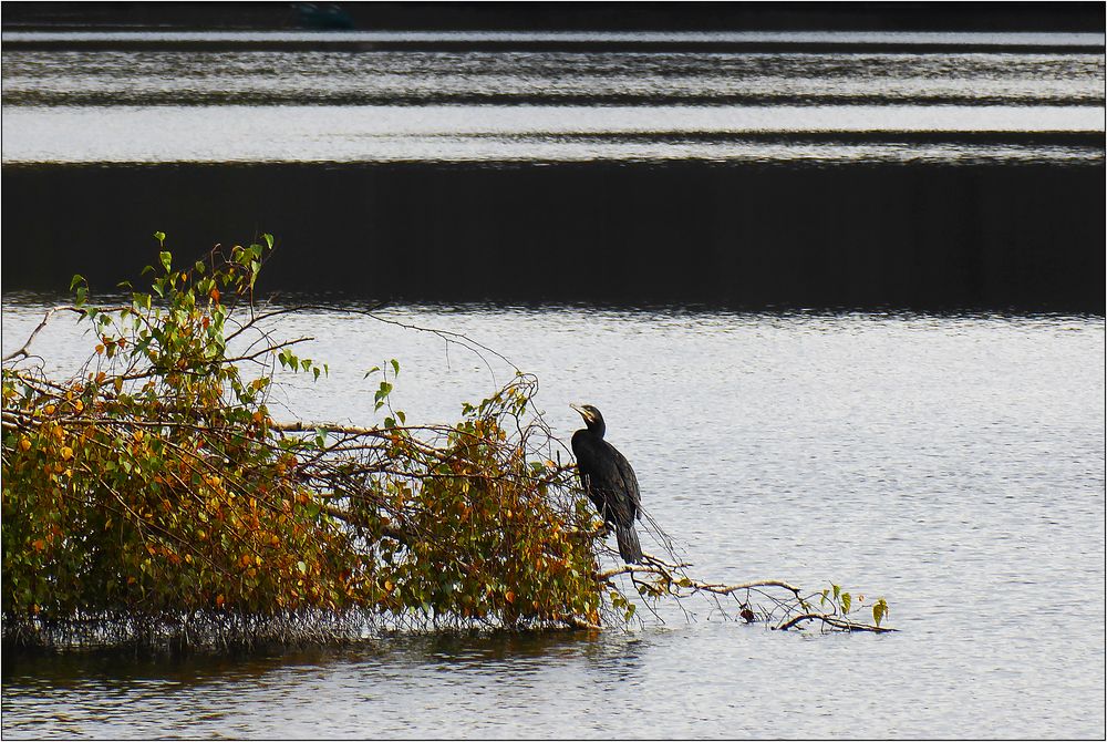 Eine Birke in aussichtsloser Lage ...