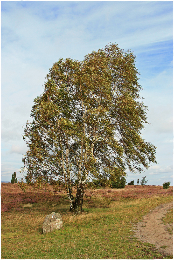 Eine Birke in der Lüneburger Heide