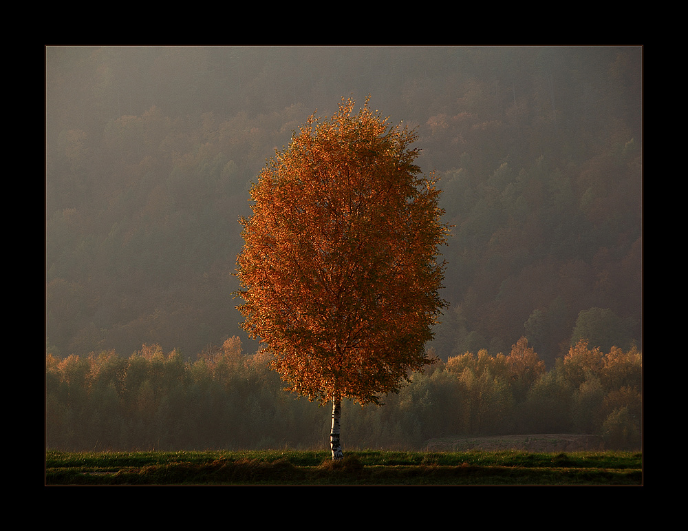 ...eine Birke macht noch keinen Weserherbst... - oder ?