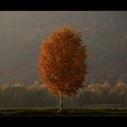 ...eine Birke macht noch keinen Weserherbst... - oder ?