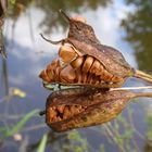 Eine "bissige" Sumpf-Schwertlilie (Iris pseudacorus)