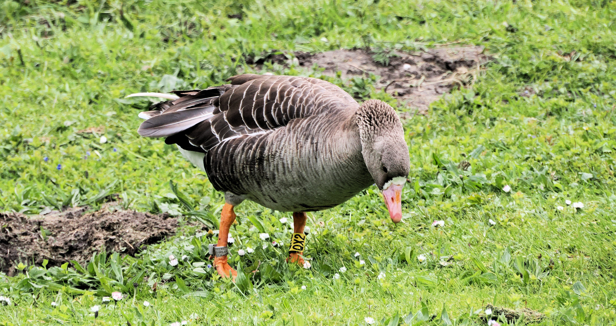 Eine Blässgans …