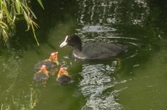 Eine Blässhuhn-Familie auf dem Aa-See in Münster