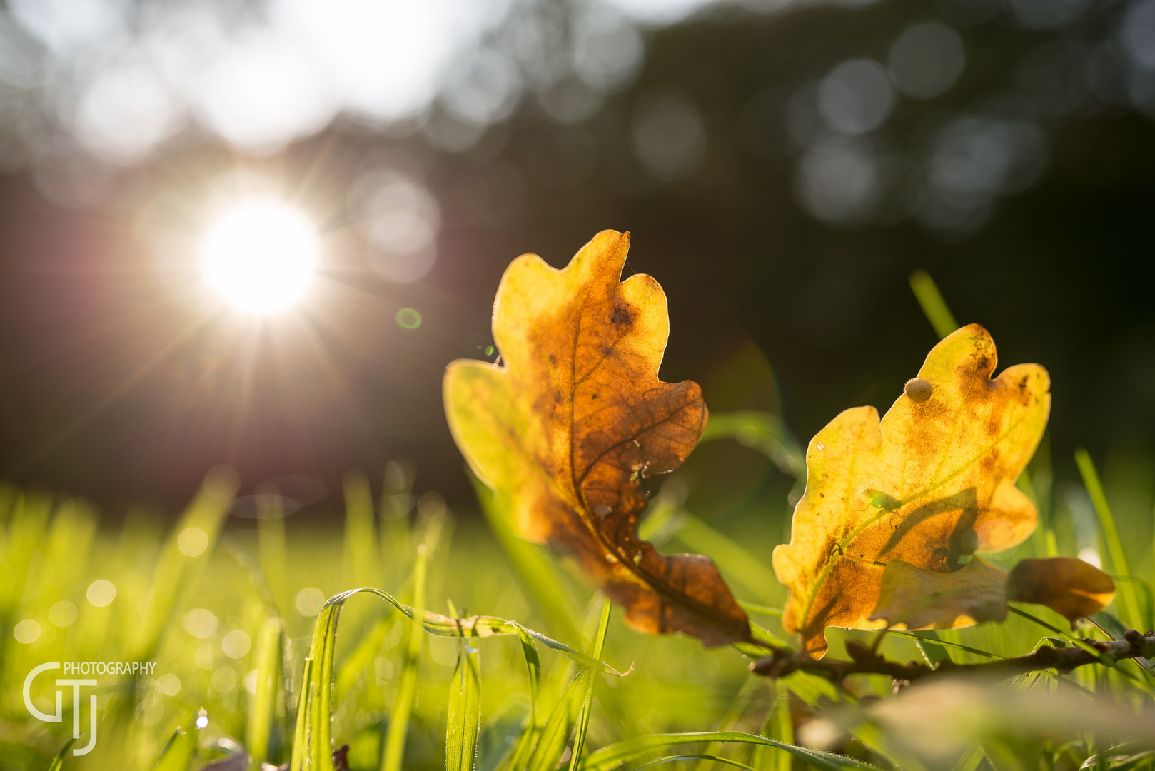 Eine Blatt auf einer Wiese