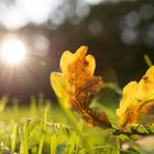 Eine Blatt auf einer Wiese