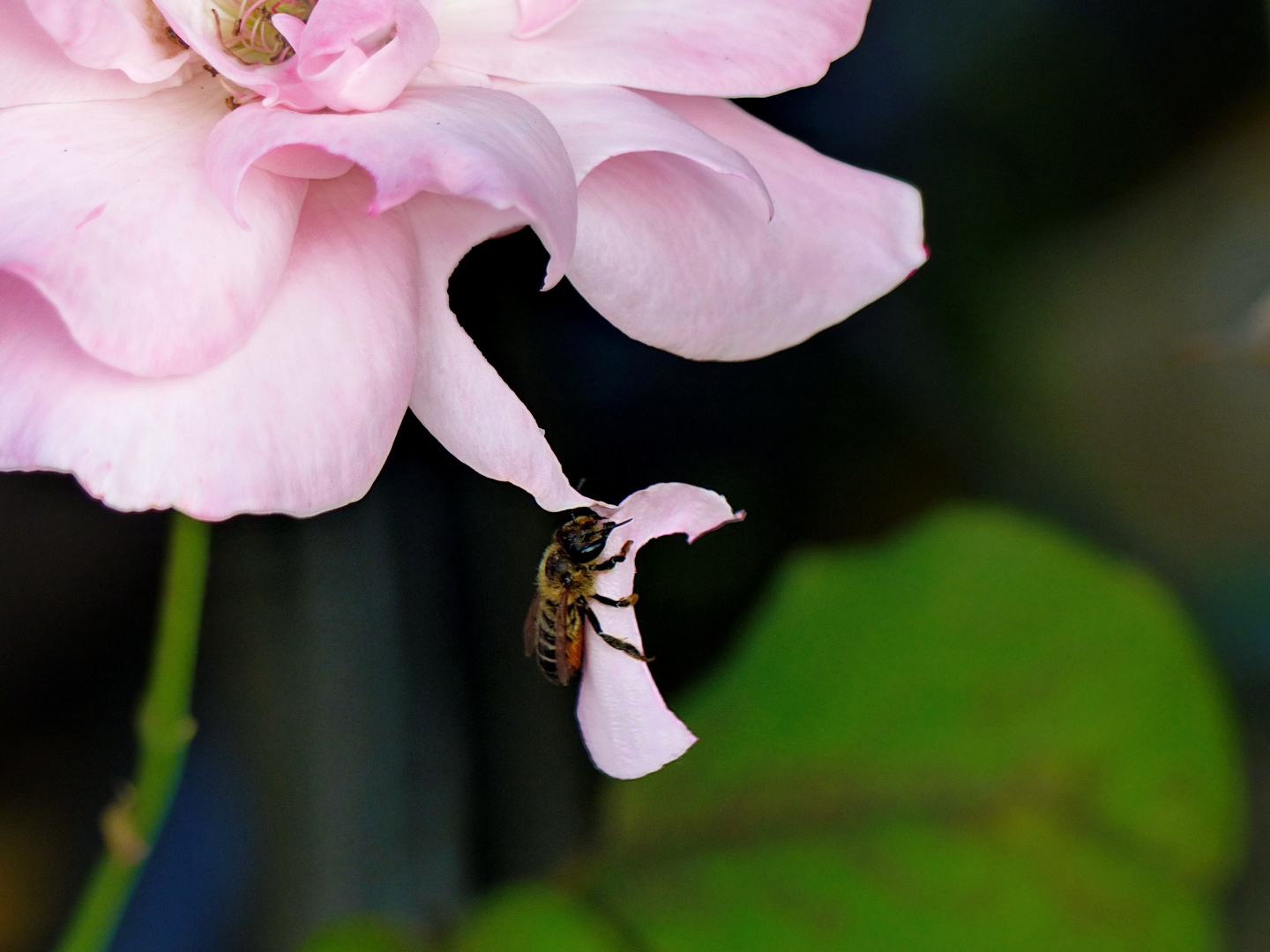 Eine  Blattschneiderbiene