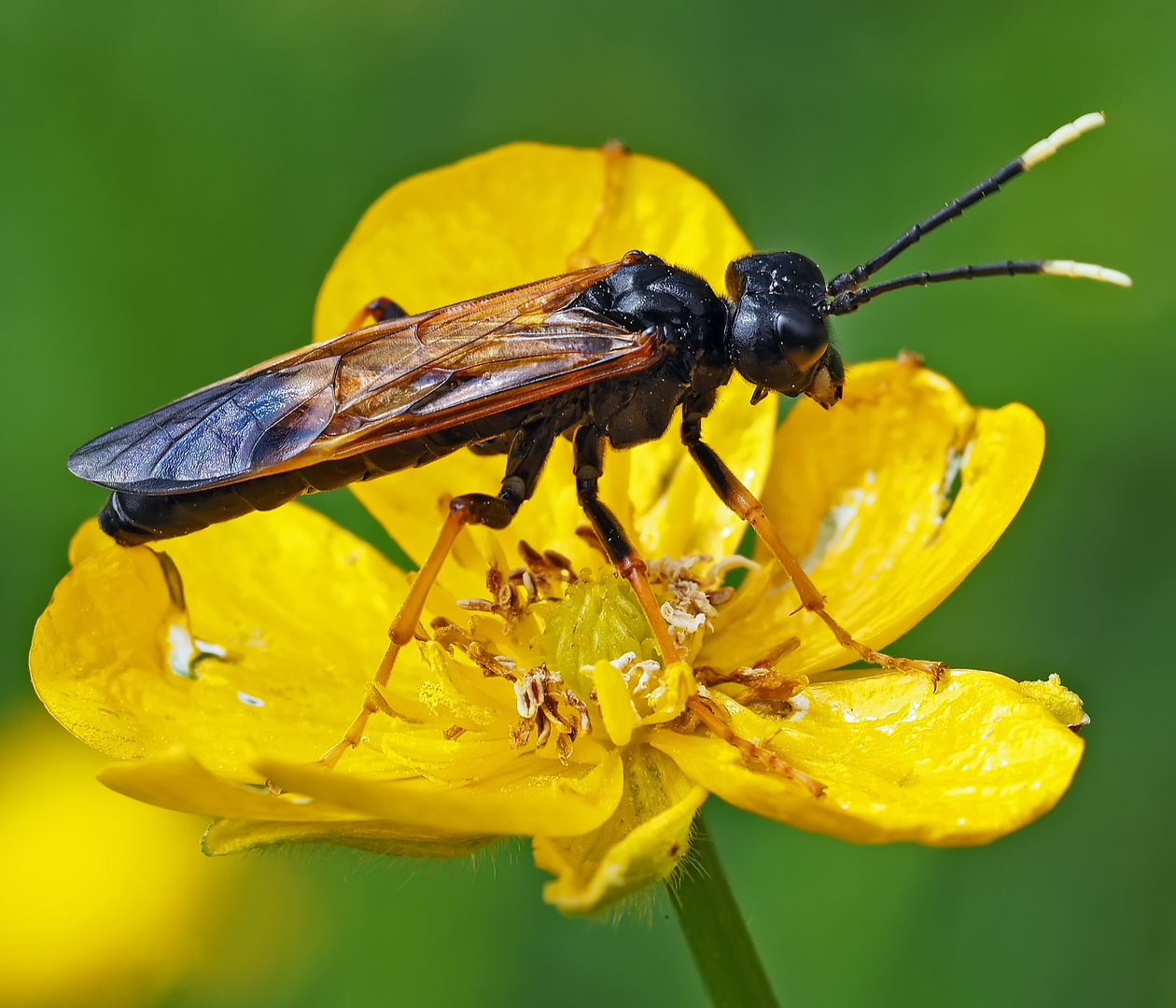 Eine Blattwespe (Tenthredo crassa)