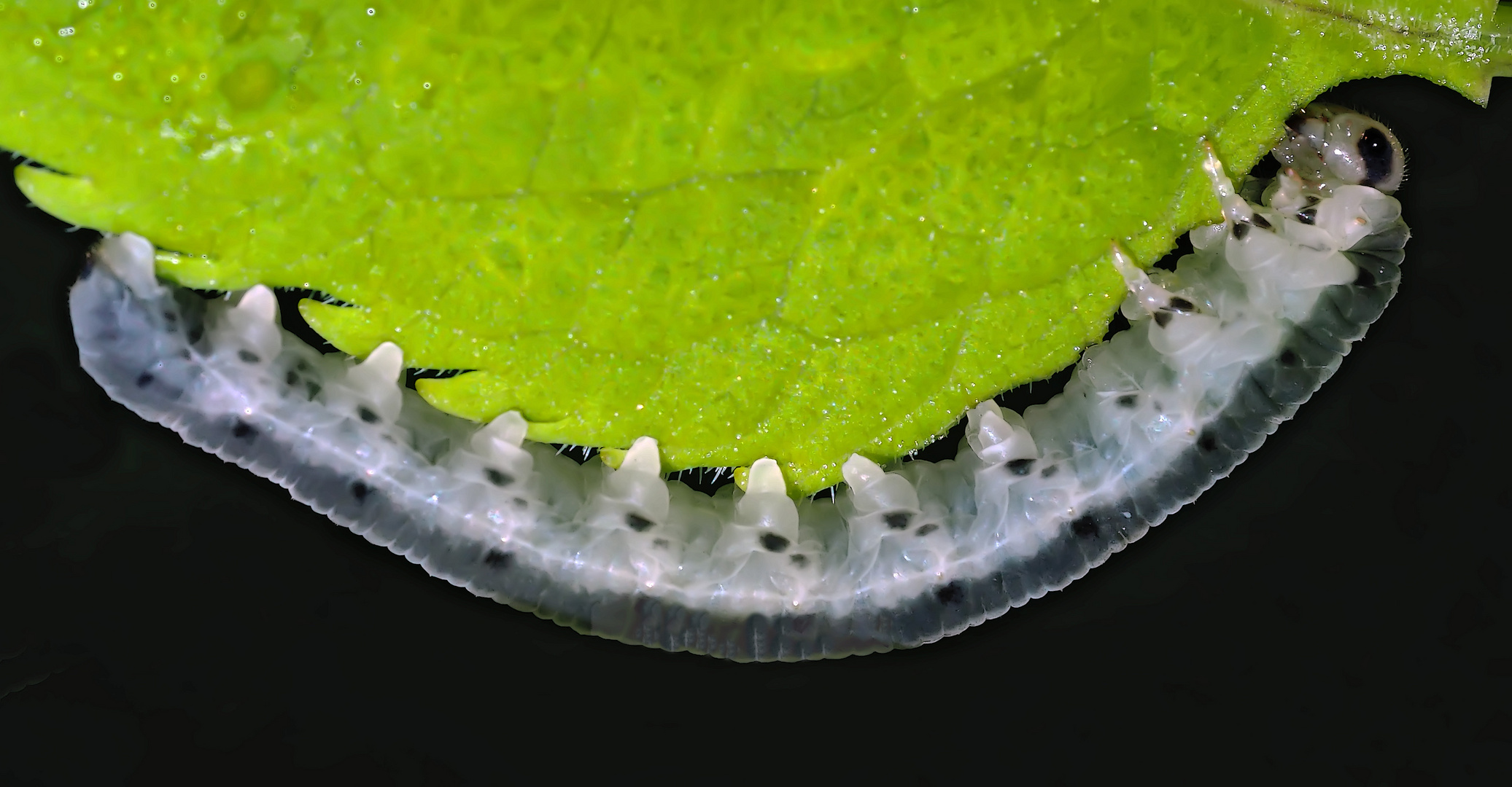 Eine Blattwespenlarve, keine Schmetterlingsraupe! - Une larve d'une guêpe...