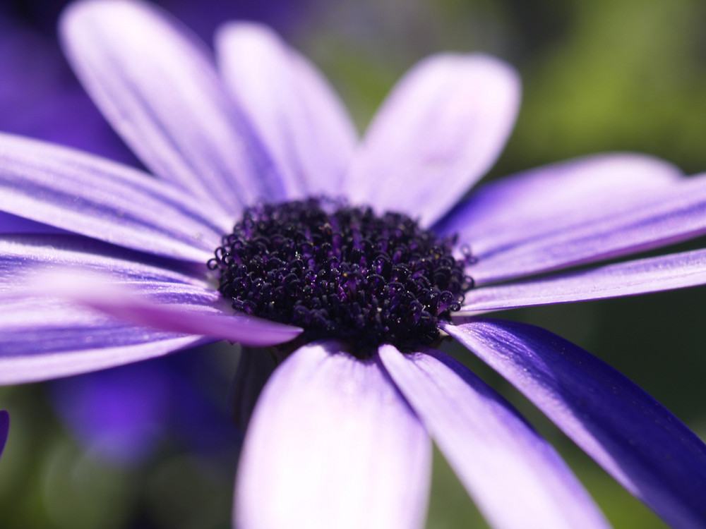 Eine blau-lila Blüte