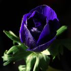 eine blaue Anemone