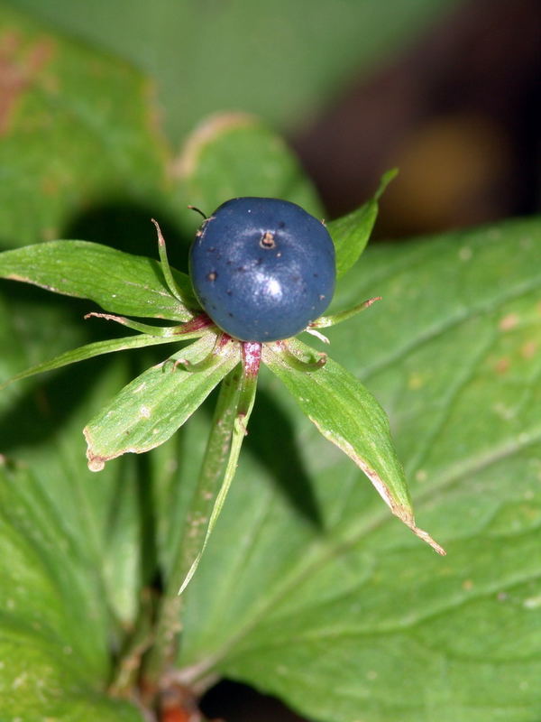 Eine Blaue Beere