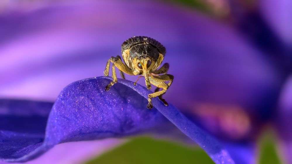 eine blaue Begegnung