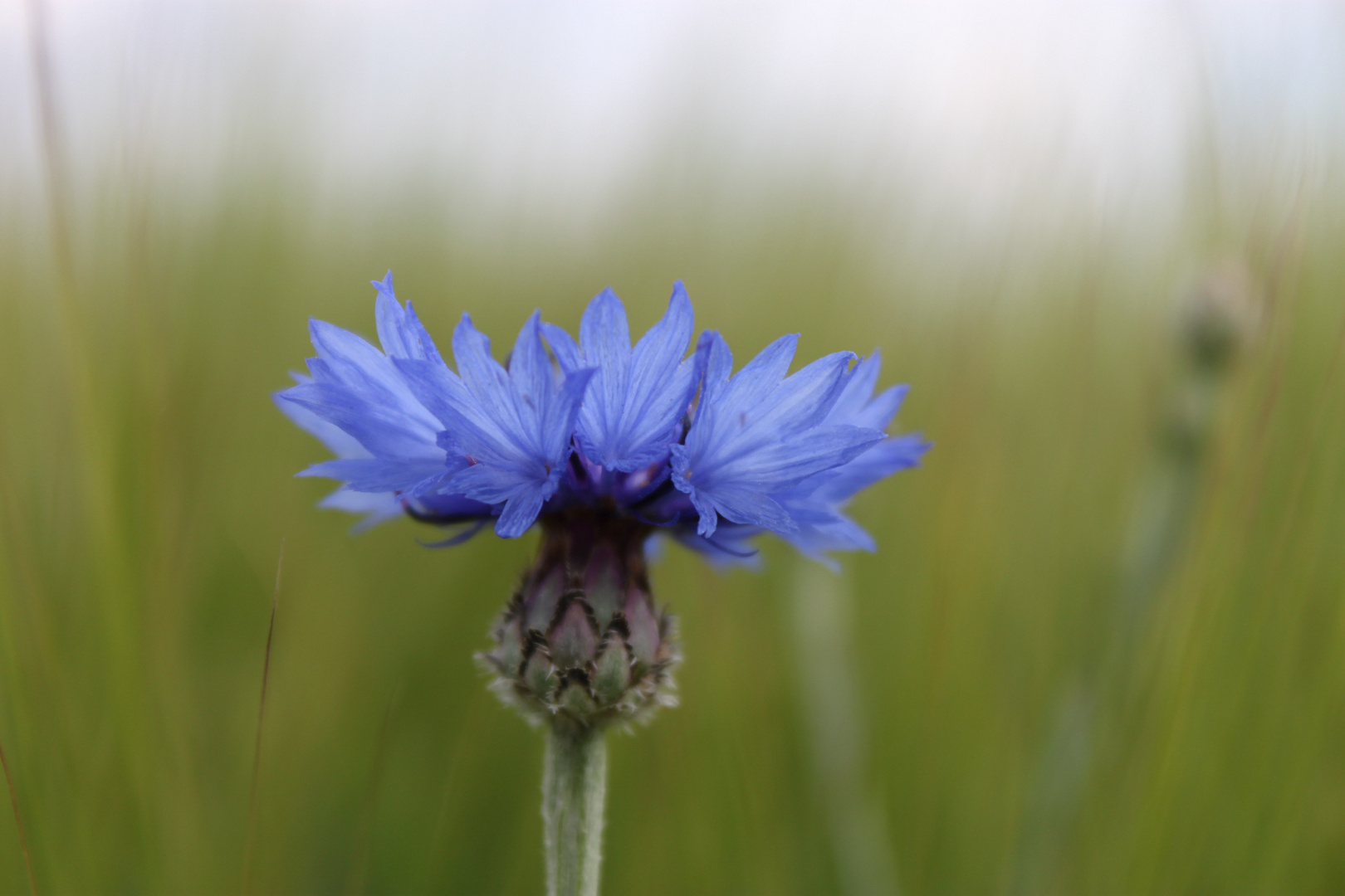 Eine blaue Blume