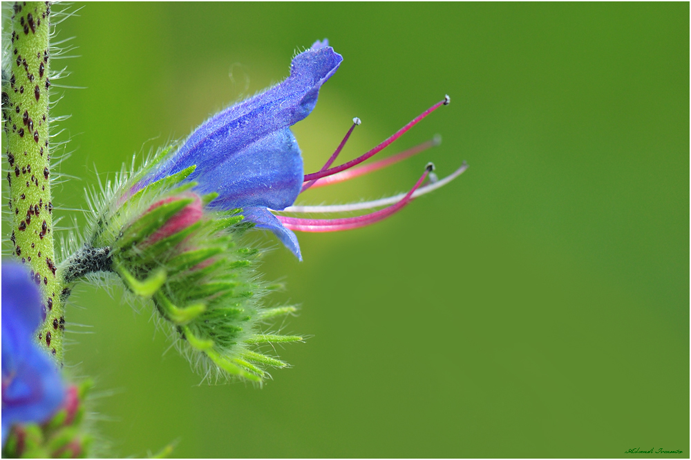 Eine ............. blaue Blume