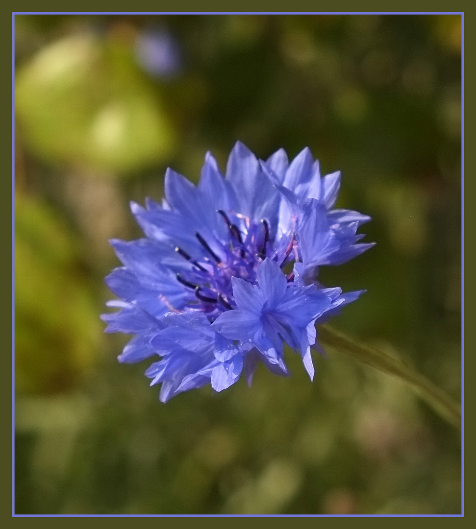 eine blaue Blume für Bio