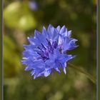 eine blaue Blume für Bio