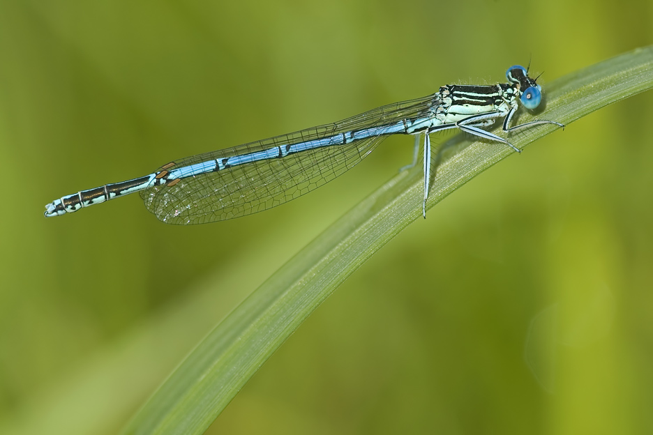 Eine Blaue Federlibelle (Platycnemis pennipes) am Bachlauf...