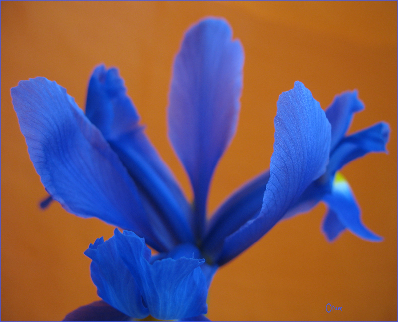 eine blaue Iris vor dem orangefarbenen Hintergrund
