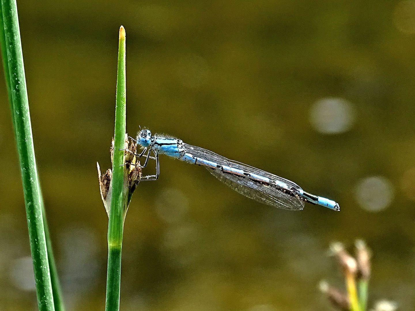 Eine blaue Libelle Foto & Bild tiere, wildlife, libellen Bilder auf
