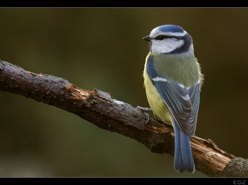 eine blaue Meise