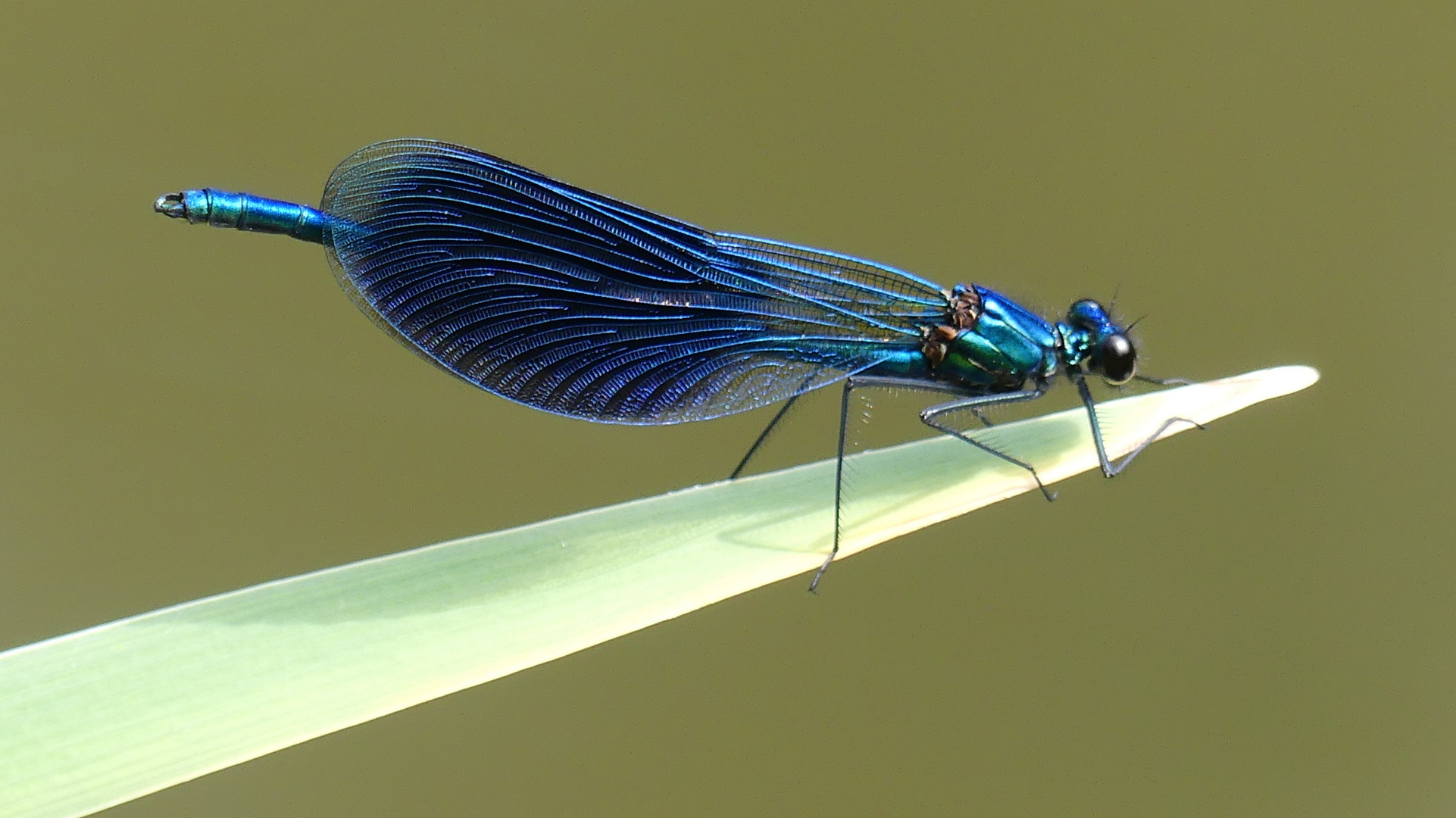 Eine blaue Prachtlibelle